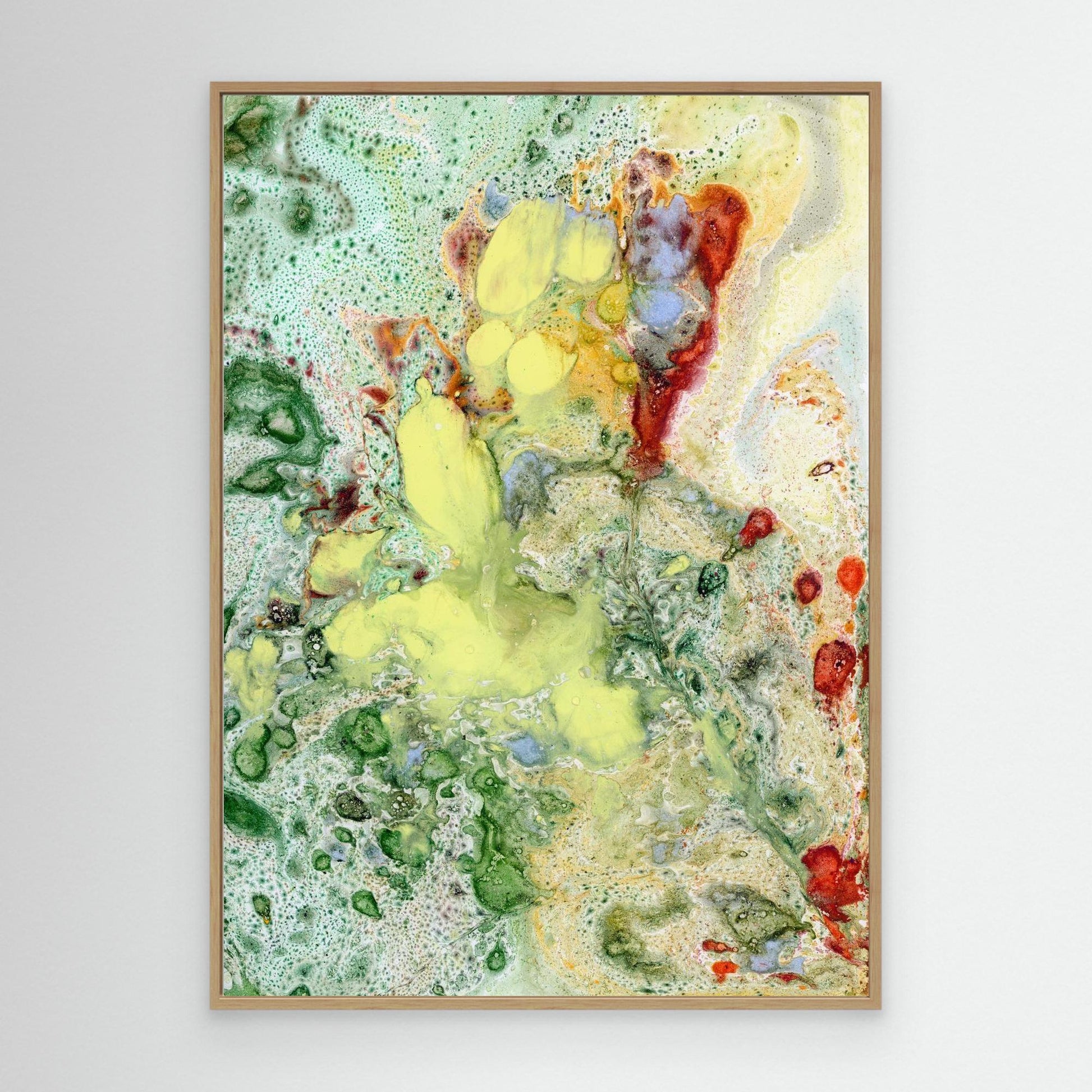 Mimosa - canva